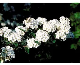 Buketspiræa
